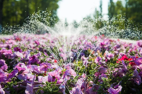 Zavlažování Trávníku Květin Inteligentní Zahrada Aktivována Plně Automatickým Zavlažovacím Systémem — Stock fotografie