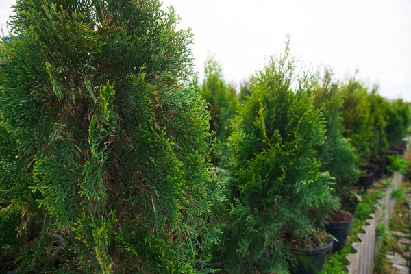 Plantas Pino Abeto Abeto Otros Árboles Coníferas Macetas Viveros —  Fotos de Stock