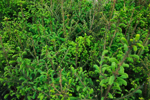 Arbustes Pins Épinettes Sapins Autres Conifères Pots Pépinière — Photo