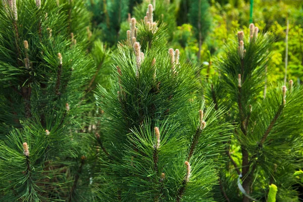 Setzlinge Von Kiefern Fichten Tannen Und Anderen Nadelbäumen Töpfen Gärtnereien — Stockfoto