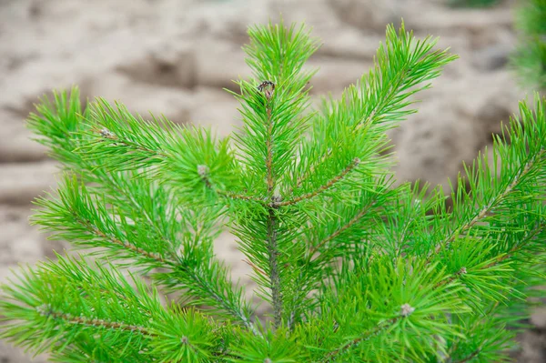 Young Pine Seedlings Forestry Reforestation Planting Forest — Stock Photo, Image