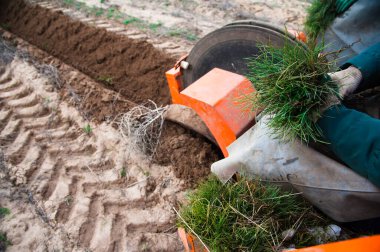 Genç çam tohumları. Ormancılık ve yeniden ağaçlandırma. Orman dikiyorum..