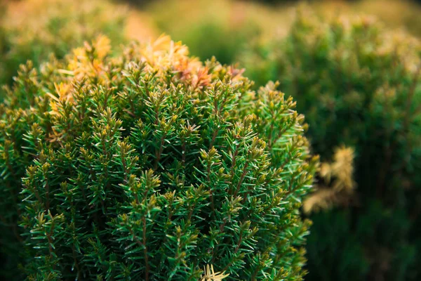 Plantas Pino Abeto Abeto Otros Árboles Coníferas Macetas Viveros — Foto de Stock