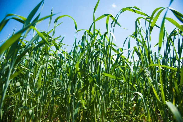 Plántulas Trigo Invierno Día Primavera — Foto de Stock