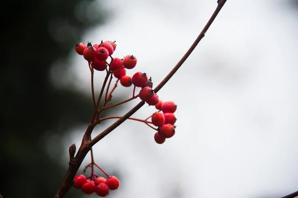 枝に赤い山灰 選択的焦点のマクロ写真 — ストック写真