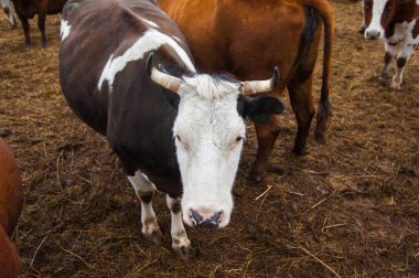Çiftlikteki inekler. Süt inekleri. Yuvalanmış