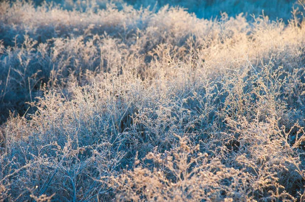 Vinterlandskap Vintergräs Frost Svår Frost God Morgon — Stockfoto