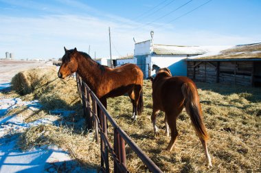 Kış sabahı çiftlikteki atlar. Hayvanlar. Tarım endüstrisi