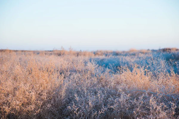 Winterlandschaft Wintergras Frost Starker Frost Morgen — Stockfoto