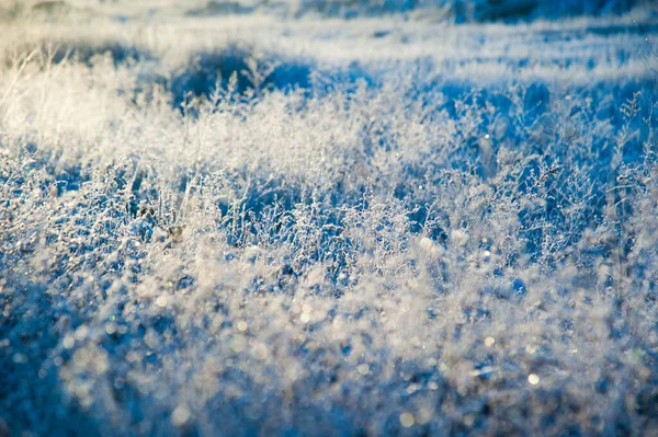 Зимний Пейзаж Зимняя Трава Морозе Сильный Мороз Доброе Утро — стоковое фото