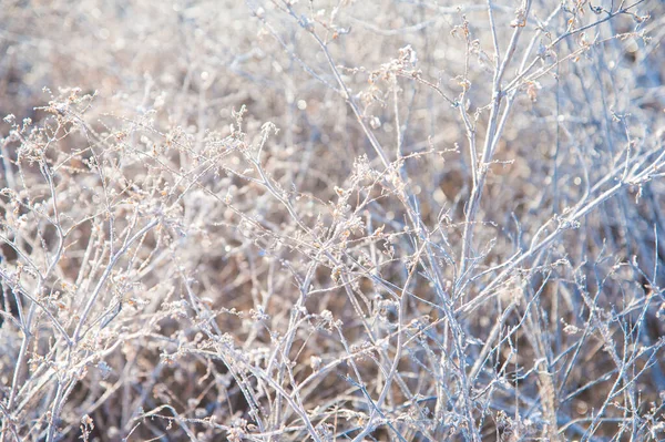 Зимовий Пейзаж Зимова Трава Морозі Сильний Мороз Ранок — стокове фото