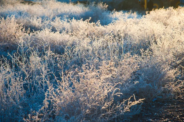 Vinterlandskap Vintergräs Frost Svår Frost God Morgon — Stockfoto