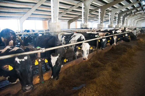 Cows Farm Dairy Cows Cowshed — Stock Photo, Image