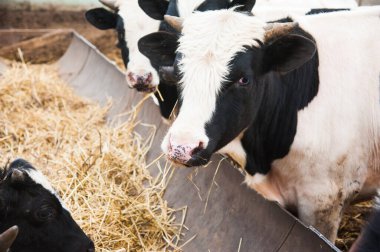 Çiftlikteki inekler. Süt inekleri. Yuvalanmış