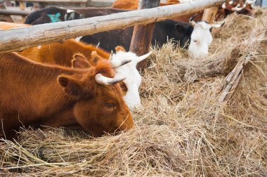 Çiftlikteki inekler. Süt inekleri. Yuvalanmış