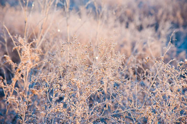 Χειμερινό Τοπίο Χειμωνιάτικο Γρασίδι Στον Πάγο Έντονος Πάγος Καλημέρα — Φωτογραφία Αρχείου