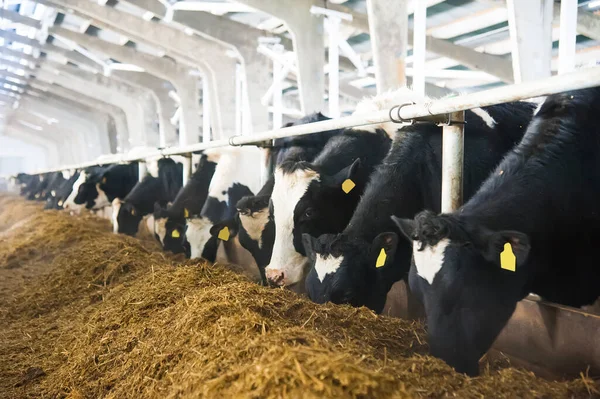 Kühe Auf Einem Bauernhof Milchkühe Kuhstall — Stockfoto