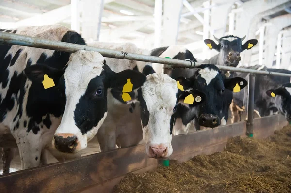 Des Vaches Dans Une Ferme Des Vaches Laitières Berceau — Photo