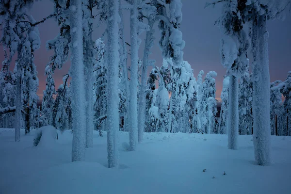 雪暴风雪过后冰冻森林中的黑暗之夜的冬季景观 大树覆盖着雪 — 图库照片