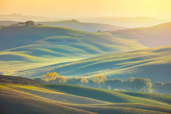 Soliga Surrise Landskap Gyllene Träd Vågiga Fält Morgon Toscana Italien — Stockfoto