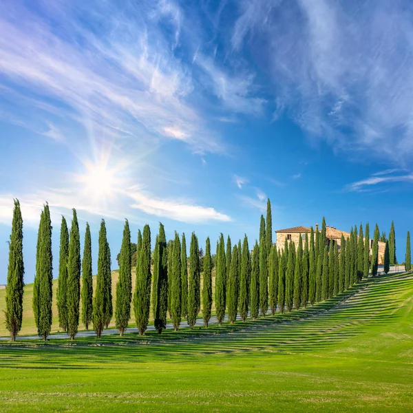 Sunny Landscape Background Tuscany Countryside Road Cypresses Trees Green Grass — Stock Photo, Image