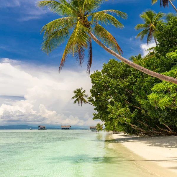 Tropisk strand. Ingen der. Utsikt over paradis, tropisk strand med kolbe – stockfoto