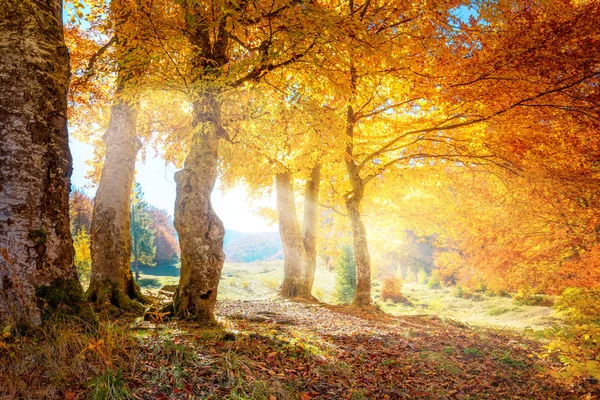 Varma höstlandskap-vacker skog med solens strålar och — Stockfoto