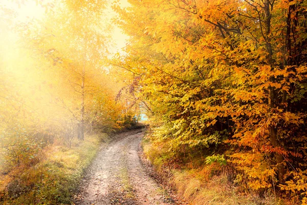 Sunny Autumn Road en bosque dorado, hermosa temporada de otoño —  Fotos de Stock