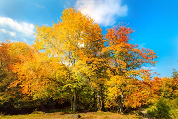 Słoneczny jesienny krajobraz-duże żółte drzewa pomarańczowe w jesienny dla — Zdjęcie stockowe