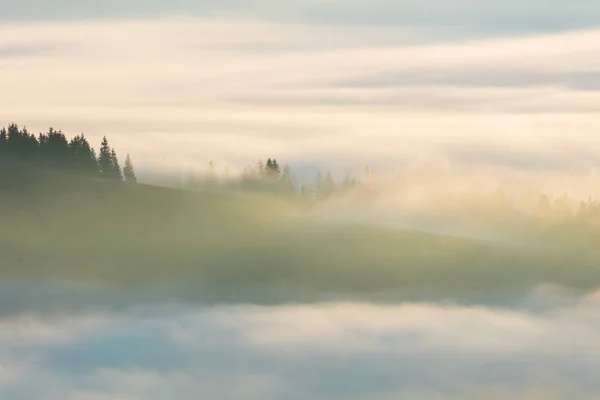 Paesaggio nebbioso con foresta di abeti nella valle delle montagne — Foto Stock