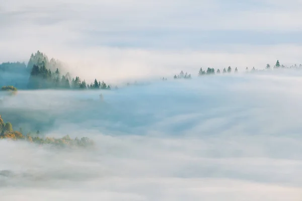 Foggy Paesaggio autunnale con abeti e aceri gialli — Foto Stock