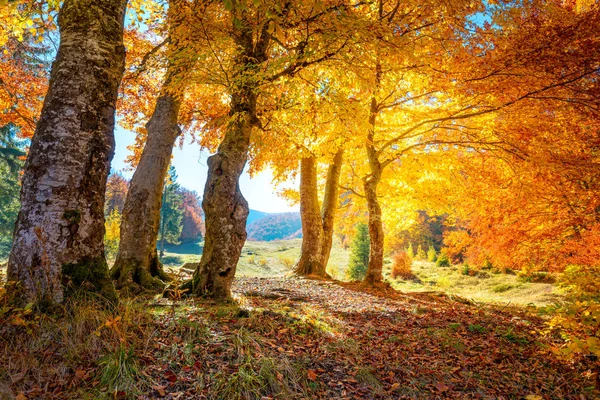 Paisagem de floresta dourada Outono com grandes árvores vibrantes — Fotografia de Stock