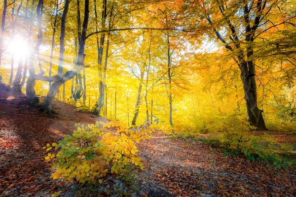 Vero sole nel paesaggio della foresta d'autunno dorato e grandi alberi — Foto Stock