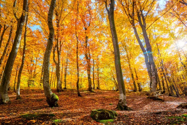 Outono floresta fundo com sol e folhas vibrantes — Fotografia de Stock