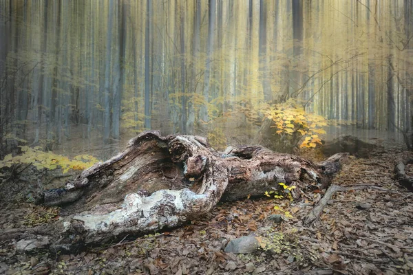 Драматический лесной ландшафт - старый дикий лес в осенний сезон — стоковое фото