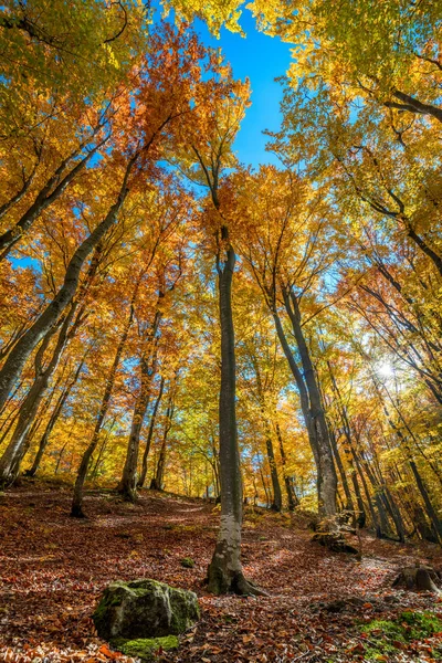 Otoño en colorido bosque silvestre - altos naranjos amarillos y b —  Fotos de Stock