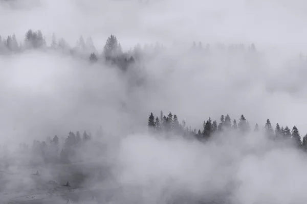 Paisagem - Silhueta de floresta nebulosa no vale das montanhas — Fotografia de Stock