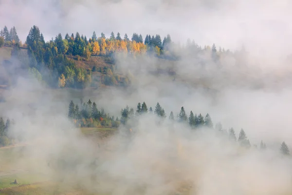 Nevoeiro enevoado nas montanhas colinas paisagem com abeto e pinheiro dianteiro — Fotografia de Stock