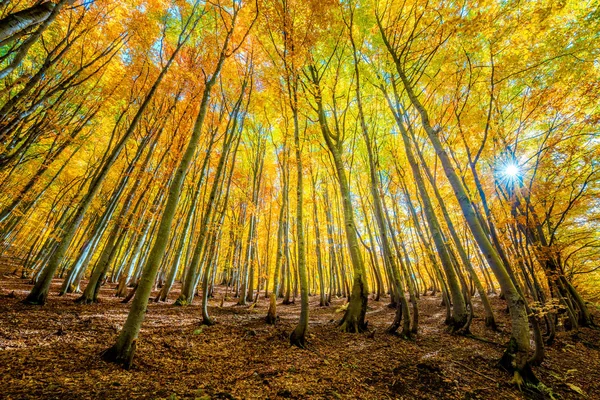 Autumnal landscape with bright yellow leaves and trees in wild f — Stock Photo, Image