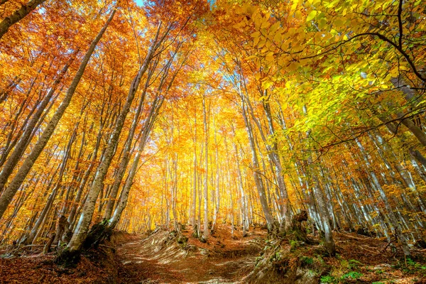Höstens höst scen i skogen med färgglada löv på tall tre — Stockfoto