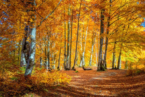 Herbstlandschaft - warmer, sonniger Tag im herbstlichen Wald, gelbe ora — Stockfoto