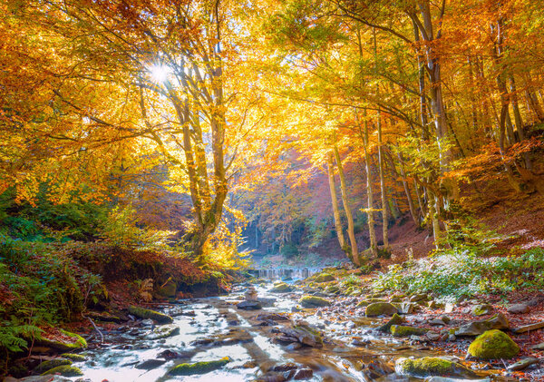 Golden Autumn in nature - vibrantl forest trees and fast river w