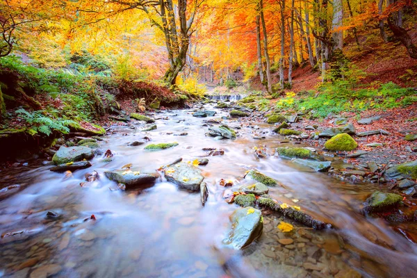 秋天在自然公园 - 充满活力的森林树木和快河w — 图库照片