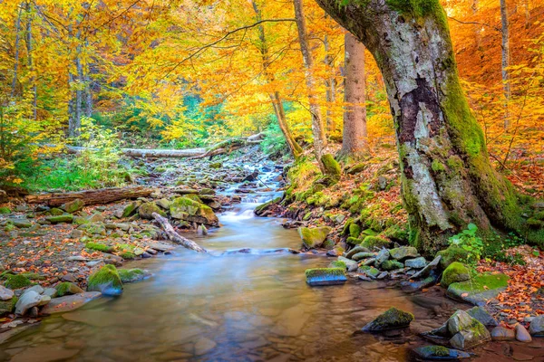 Amazing Autumn in natural park - vibrantl forest trees and fast — Stock Photo, Image