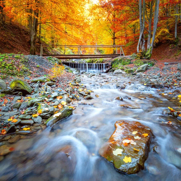 Barevný podzim v lesních žlutožlutých oranžových stromech, malý dřevěný br — Stock fotografie