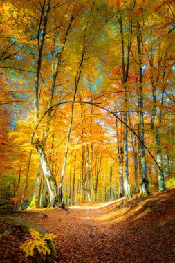 Altın ormanda sonbahar yolu 