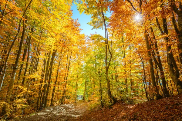 Wow Herbst Wald Hintergrund mit echter Sonne und lebendigen Blättern — Stockfoto