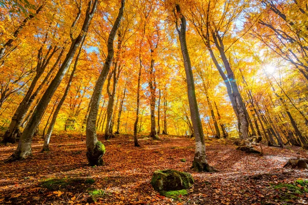 Arrière-plan forêt d'automne doré avec soleil et feuilles vibrantes — Photo