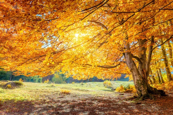 Sonnige Herbstlandschaft - großer Wald goldener Baum mit Sonnenlicht — Stockfoto