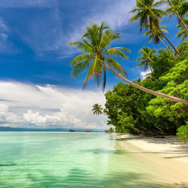 Tropikal plaj İdillyc manzara - sıcak deniz, palmiye ağaçları, mavi — Stok fotoğraf